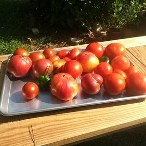 Meet your Posher, Meredith